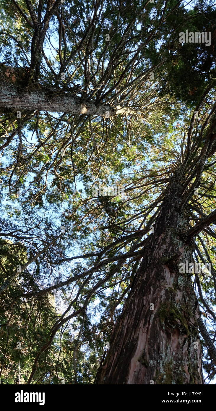 Tall Japanese Cedar tree, also know as sugi in Japanese Stock Photo