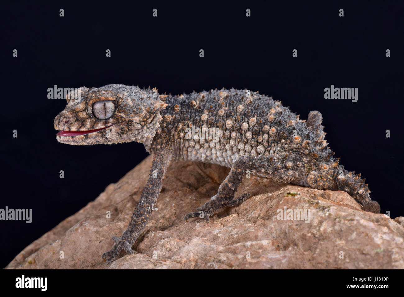 Prickly knob-tailed gecko, Nephrurus asper Stock Photo