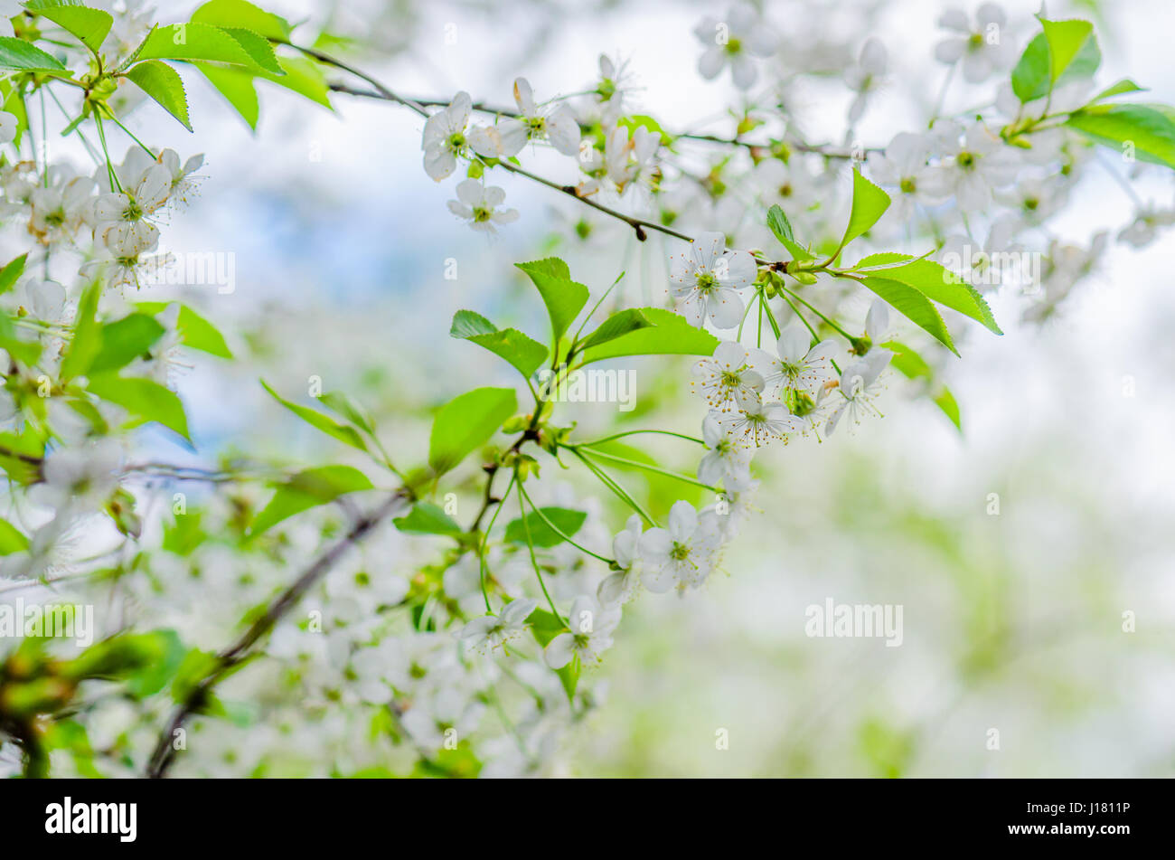 A branch of cherry blossoms in the springtime, close-up Stock Photo - Alamy