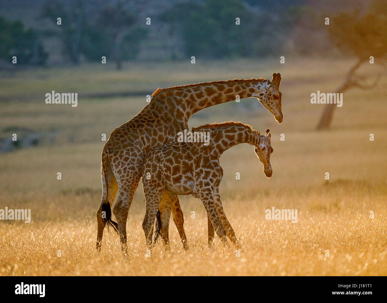 Two male giraffes fighting each other in the savannah. Kenya. Tanzania.  East Africa Stock Photo - Alamy, image size:1300x1018