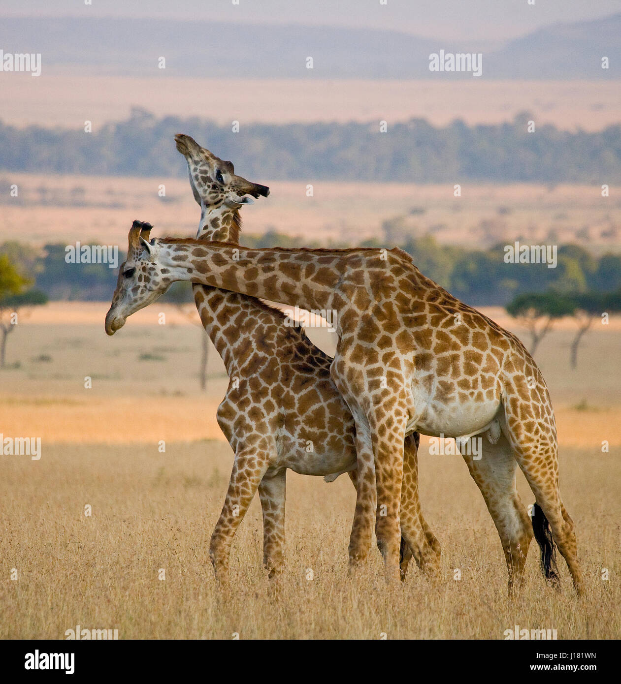 Two male giraffes fighting each other in the savannah. Kenya. Tanzania.  East Africa Stock Photo - Alamy, image size:1261x1390