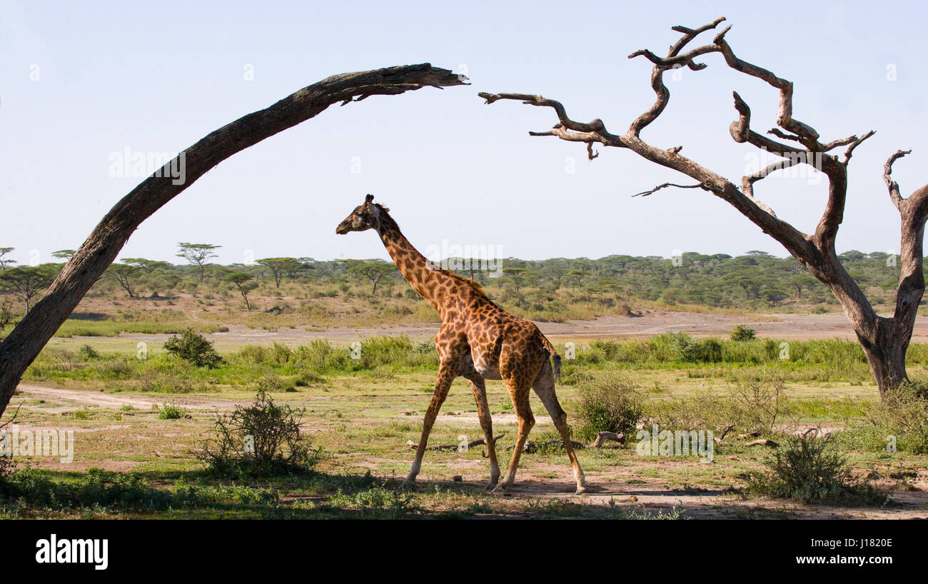 Africa kenya savannah mammals hi-res stock photography and images - Alamy