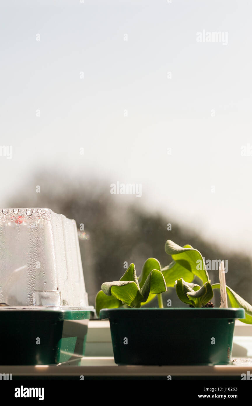 Growing plants on a windowsill in a propagator Stock Photo