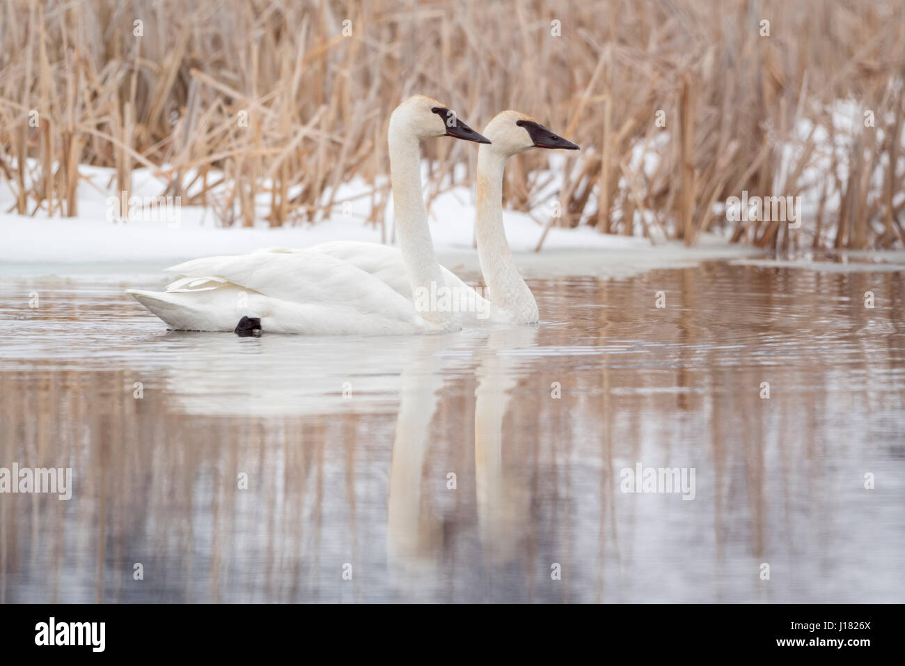 Trumpeter Swans / Trompeterschwaene ( Cygnus buccinator ) in winter, swimming along snow covered reed on a river, Grand Teton NP, USA. Stock Photo
