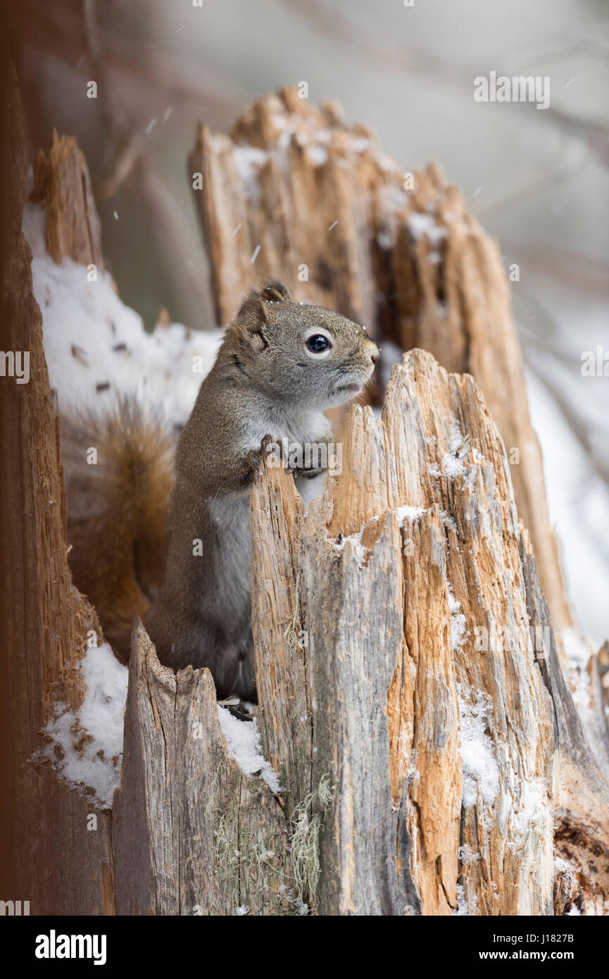 American Red squirrel /  Pine squirrel / Rothoernchen ( Tamiasciurus hudsonicus ), in winter, sitting in a snow covered tree stump, Wyoming, USA. Stock Photo