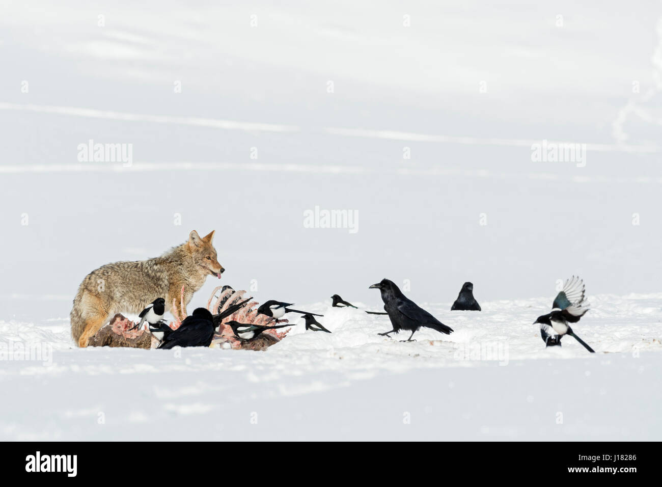 Coyote / Kojote ( Canis latrans ) at a carcass, defending it against magpies and ravens, in winter, high snow, Yellowstone NP, USA. Stock Photo