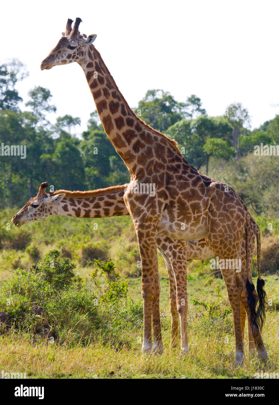 Two giraffes in maasai mara hi-res stock photography and images - Alamy