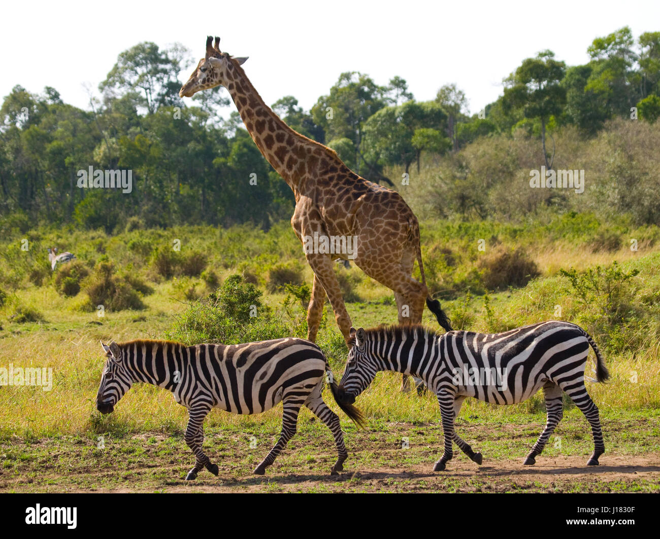Giraffe in the savannah along with zebras. Kenya. Tanzania. East Africa. Stock Photo