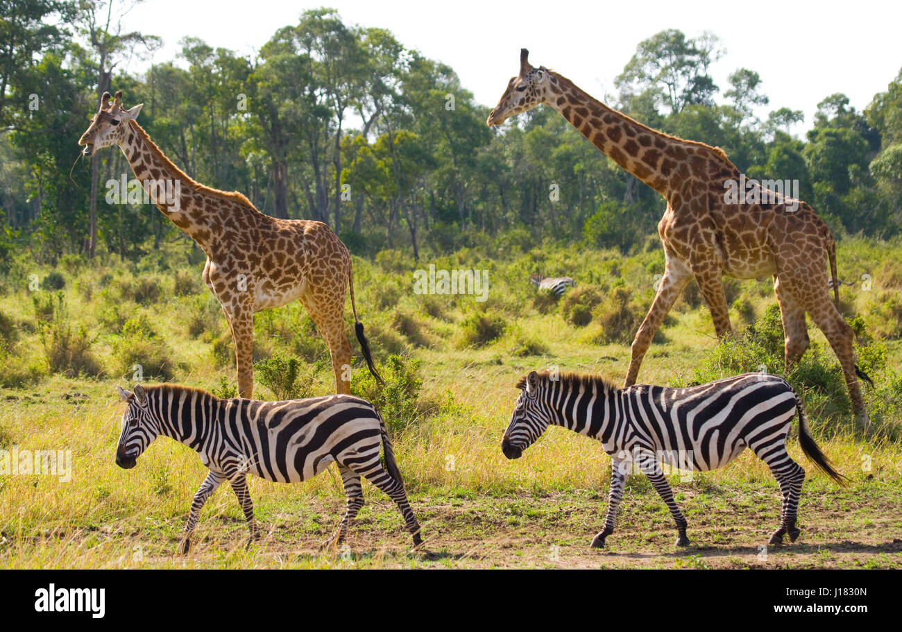 Two giraffes in savannah with zebras. Kenya. Tanzania. East Africa. Stock Photo
