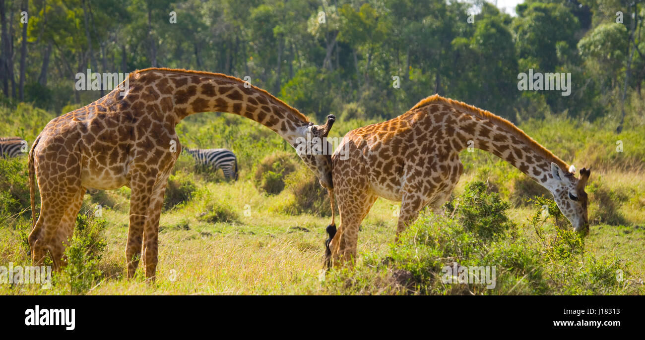 Two giraffes in maasai mara hi-res stock photography and images - Alamy