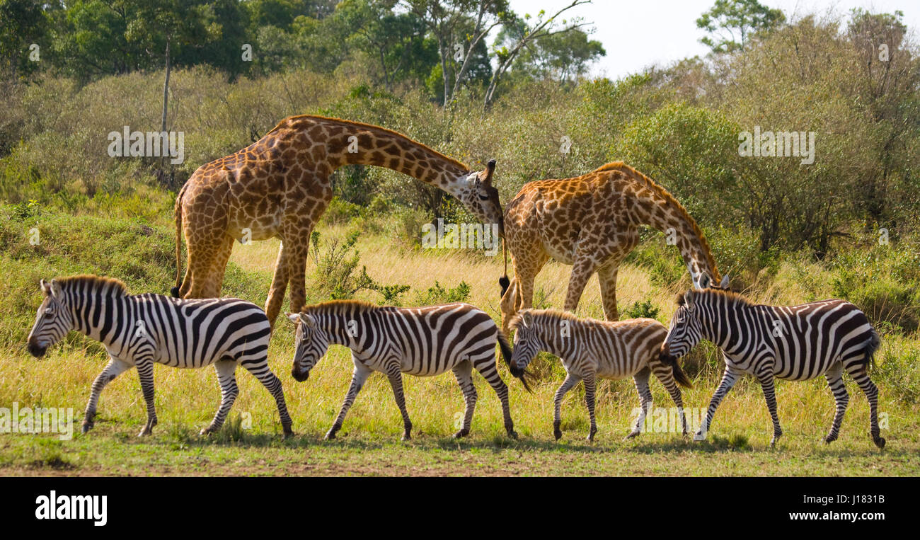 Two giraffes in savannah with zebras. Kenya. Tanzania. East Africa. Stock Photo