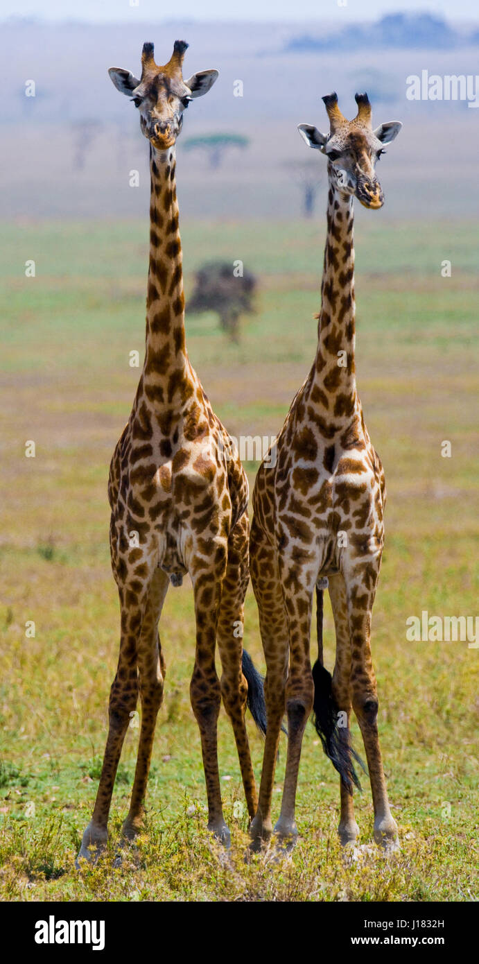 Two giraffes in maasai mara hi-res stock photography and images - Alamy