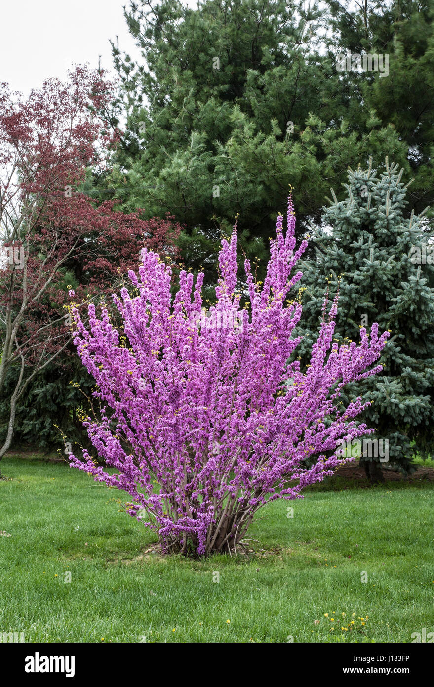 Spring Flowering Redbud tree, New Jersey, USA, pt Stock Photo Alamy
