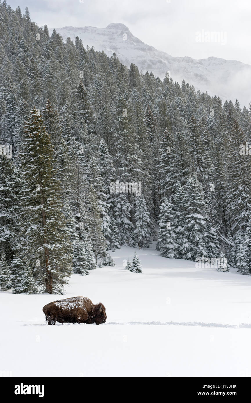 American bison / Amerikanischer Bison ( Bison bison ), bull in winter, surrounded by snow covered mountains, Yellowstone NP, USA. Stock Photo