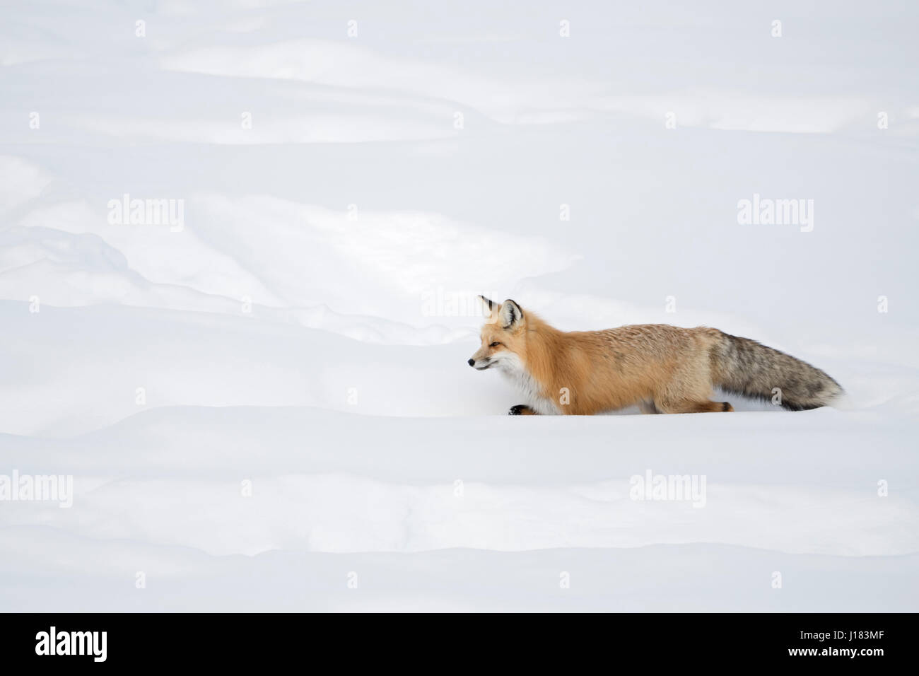 American Red Fox / Amerikanischer Rotfuchs ( Vulpes vulpes fulva ) in winter, running through deep snow, Yellowstone NP, Wyoming,USA. Stock Photo
