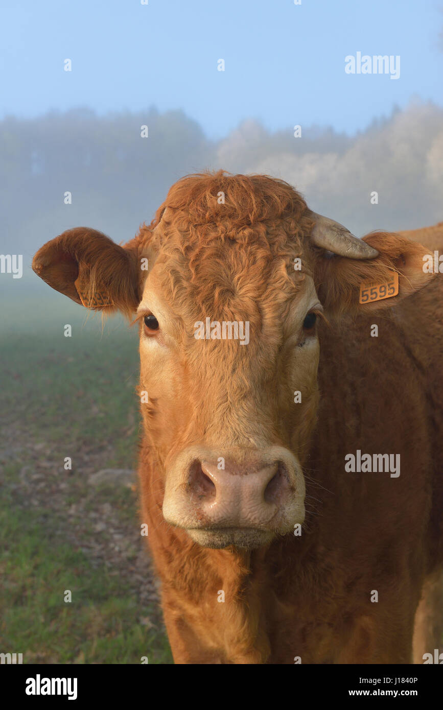 Limousin cow hi-res stock photography and images - Alamy