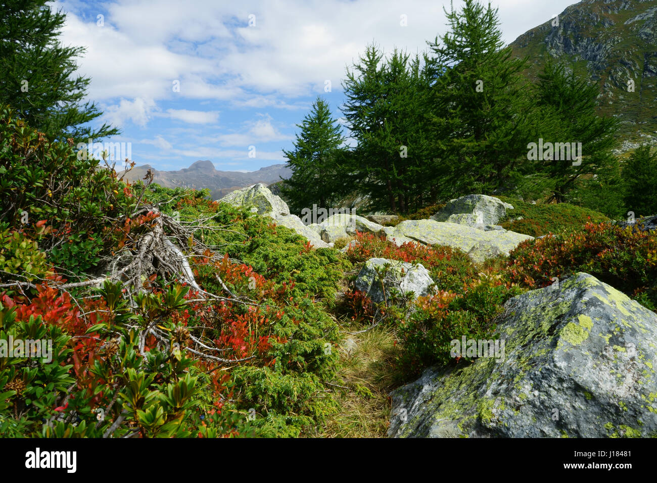 Alpine vegetation with spruce trees, Juniper and Blueberry bushes in Binn Valley, Valais alps, Switzerland Stock Photo