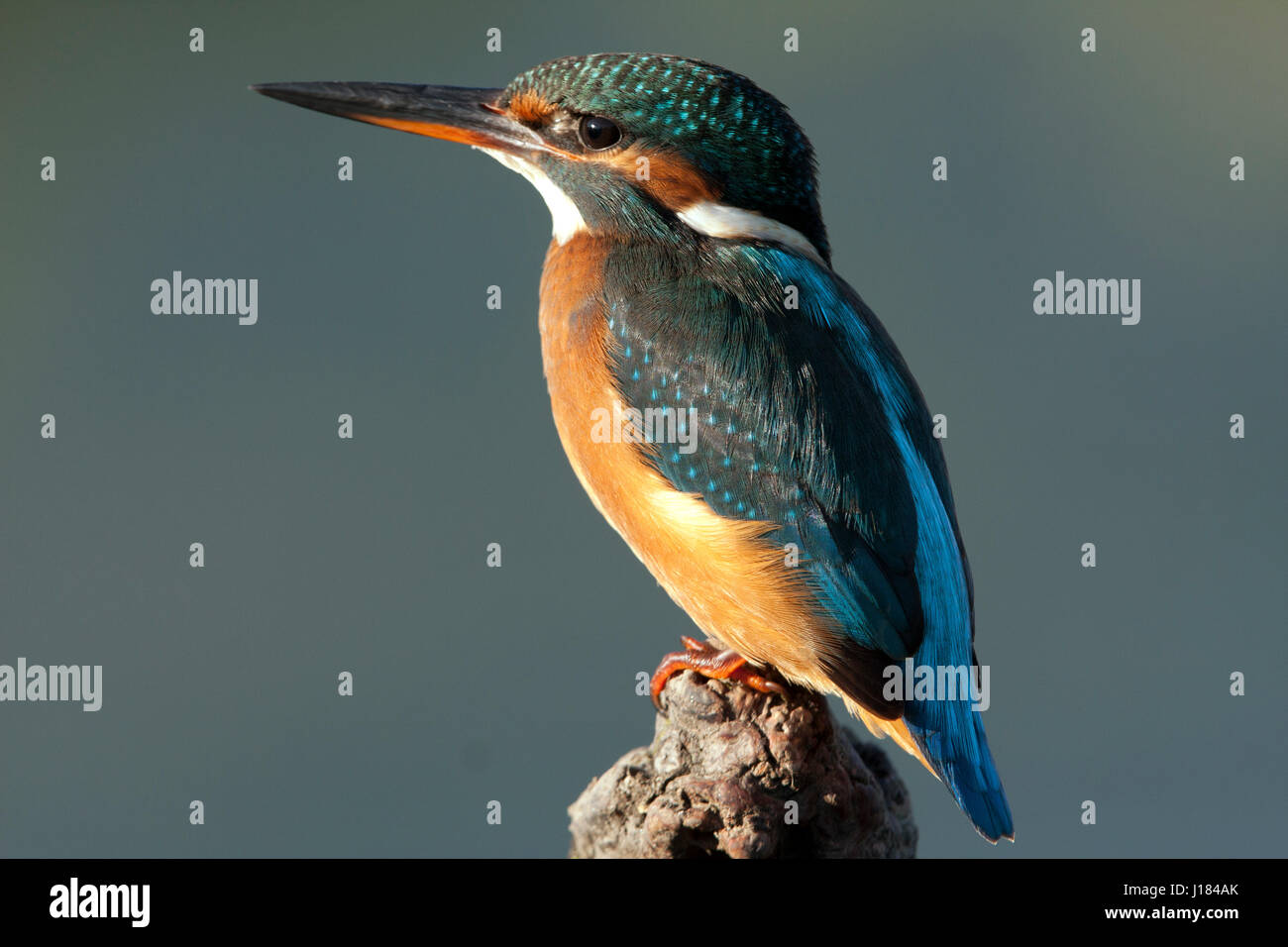 Wildwaching hi-res stock photography and images - Alamy
