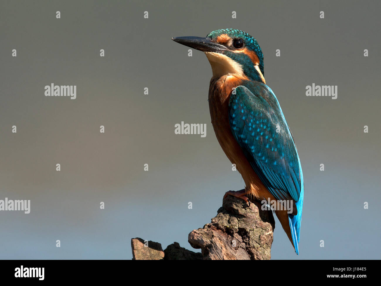 Wildwaching hi-res stock photography and images - Alamy