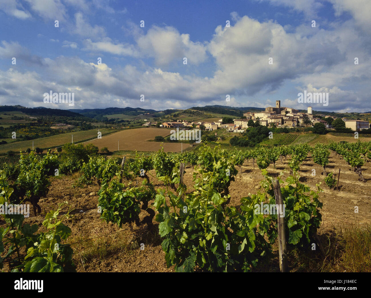 Vineyards at Villelongue-d'Aude. Aude department. France Stock Photo