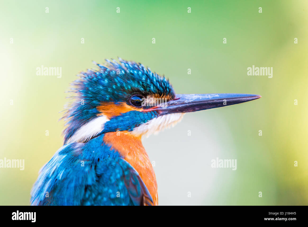 Portrait of beautiful male common Kingfisher (Alcedo atthis) Stock Photo