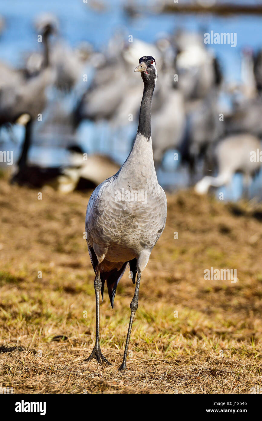Eurasian crane Stock Photo