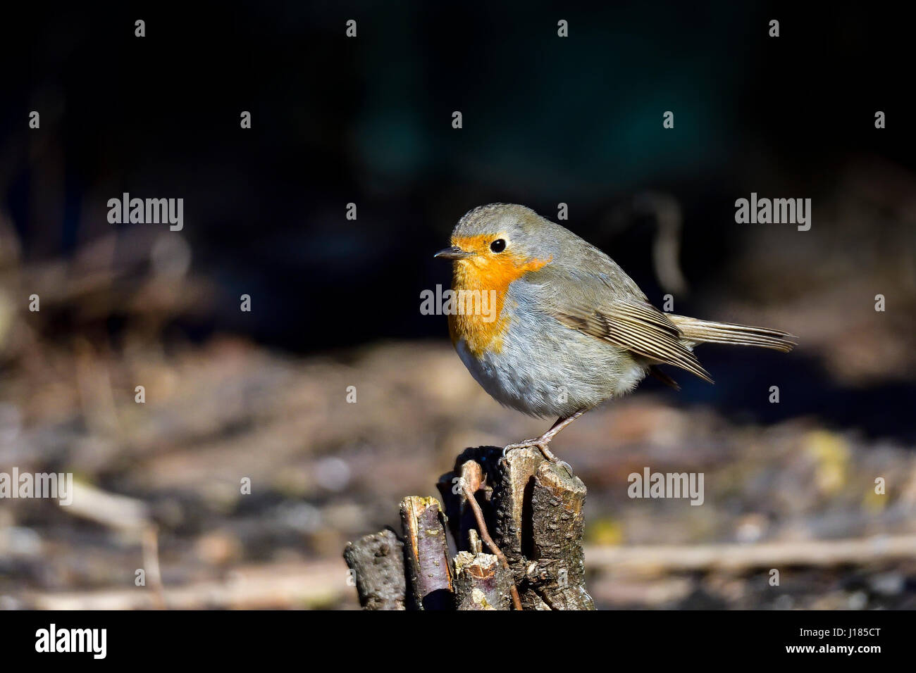 Robin pose hi-res stock photography and images - Alamy