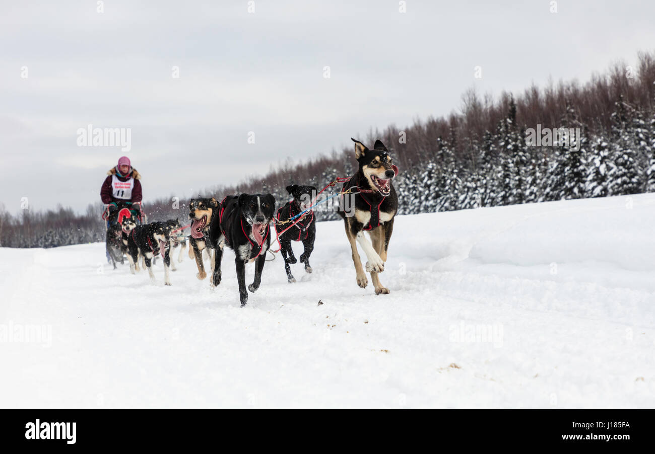 Musher Don Cousins competing in the Fur Rendezvous World Sled Dog