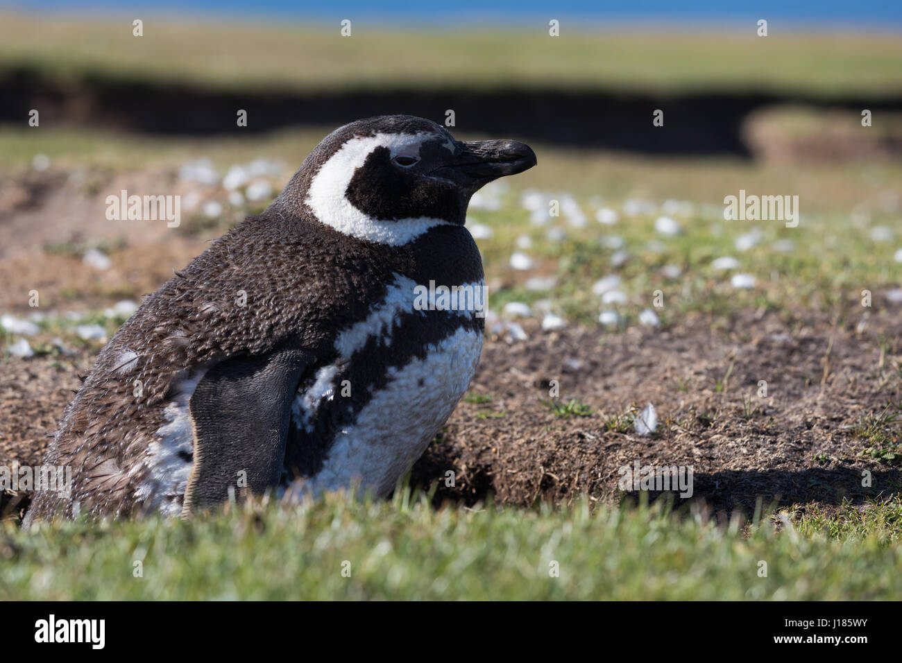 Magellanic penguin, Bleaker Island Stock Photo