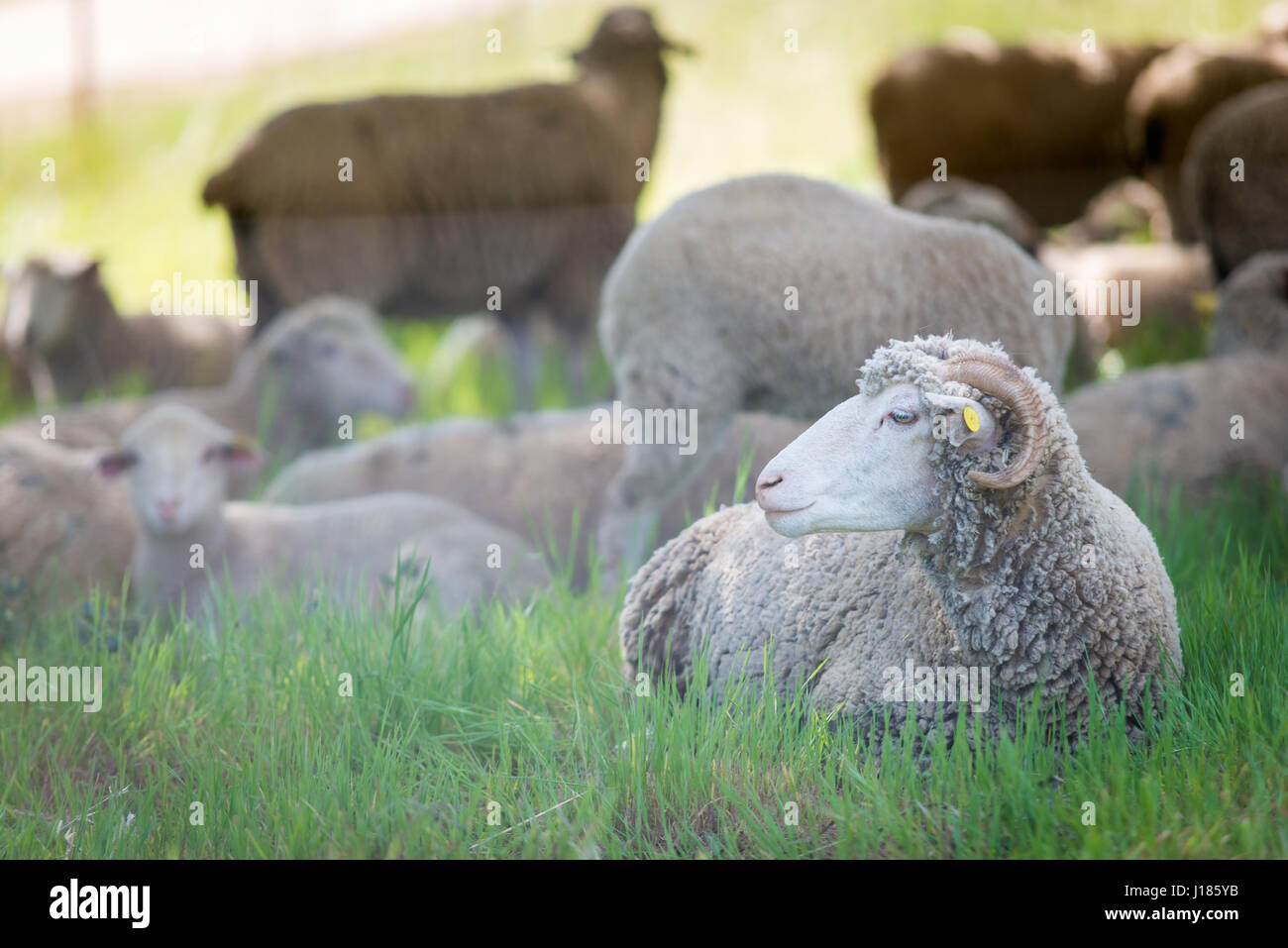 Dorset sheep, male of sheep in rural farm. Stock Photo