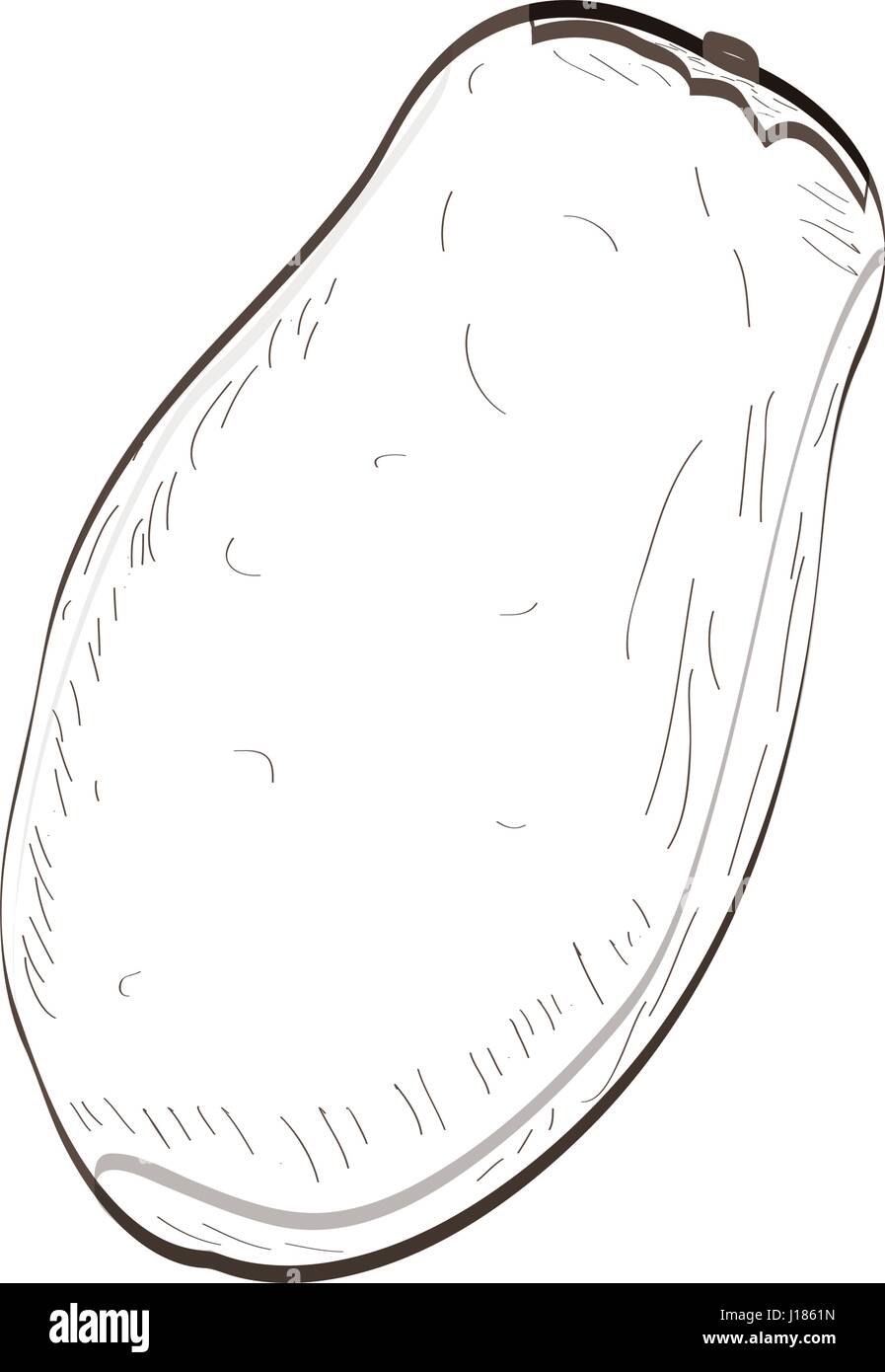 Isolated papaya outline Stock Vector Image & Art Alamy