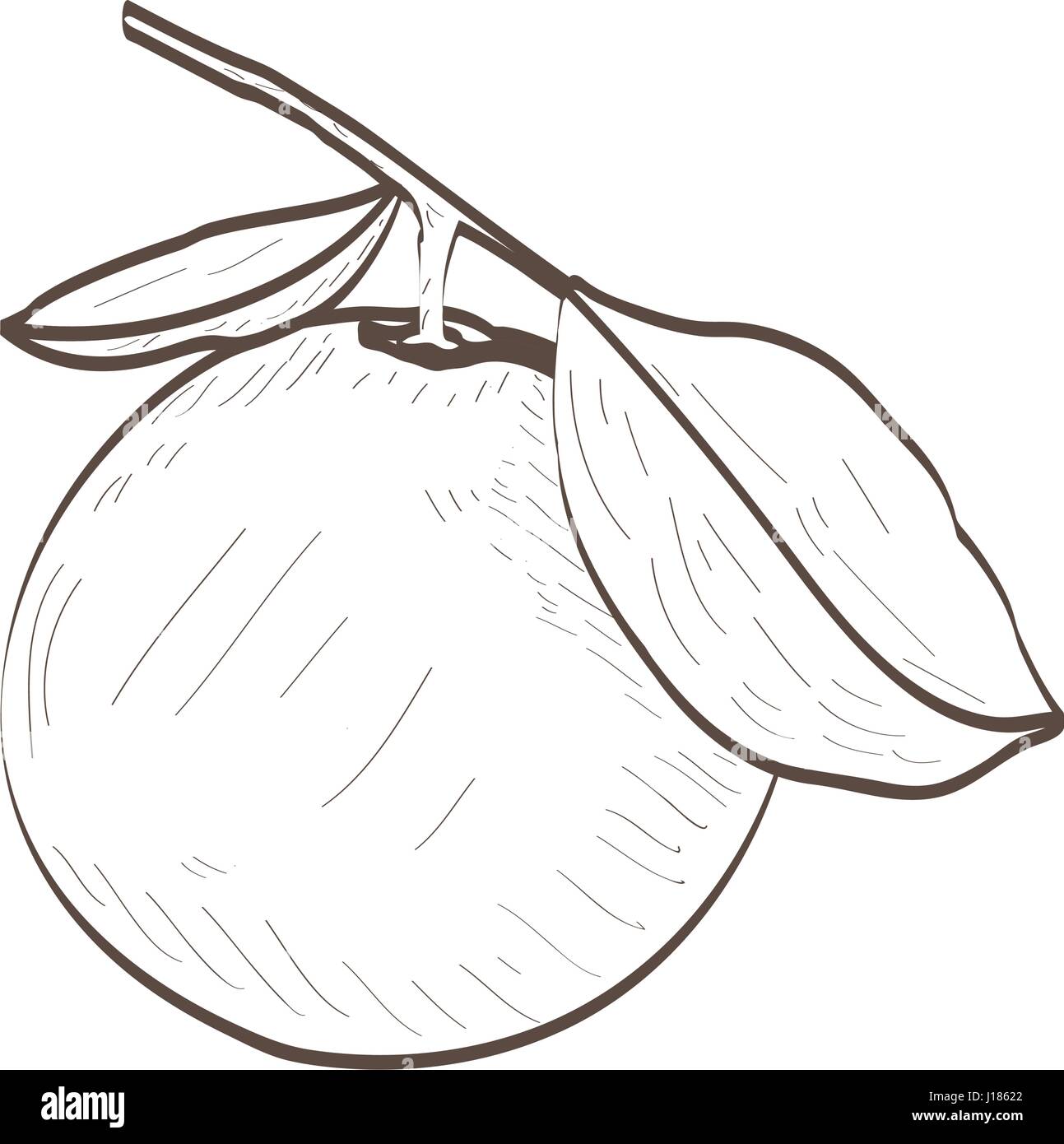 Isolated orange outline Stock Vector Image & Art Alamy