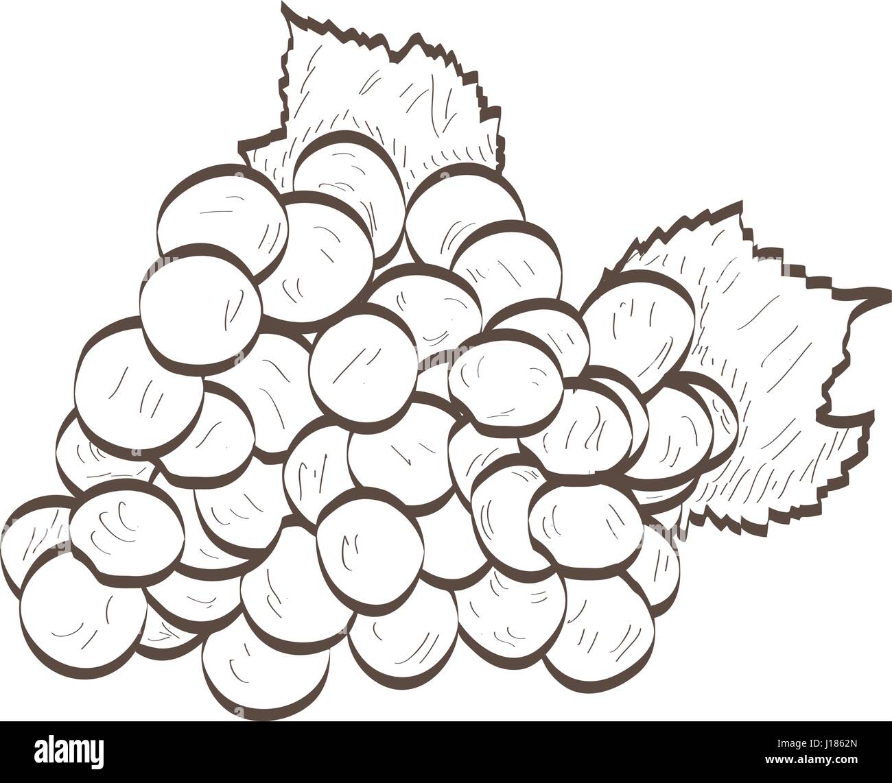 Grapes outline hires stock photography and images Alamy