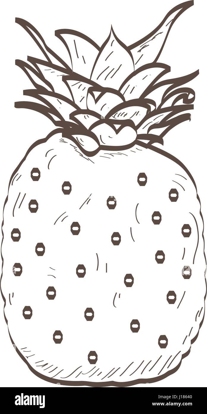 Isolated pineapple outline Stock Vector Image & Art - Alamy