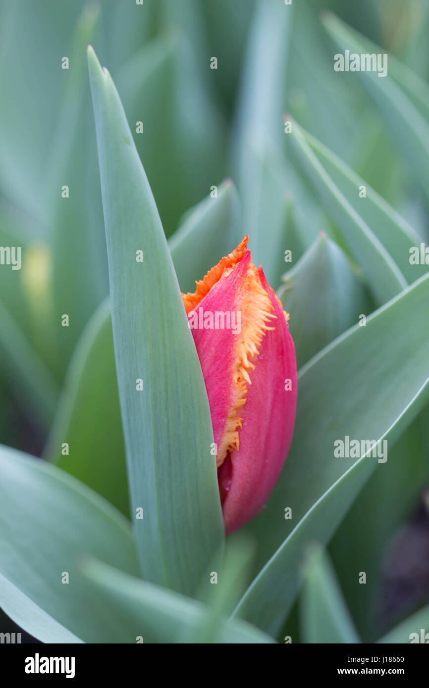 Tulip Bloom Closeup Stock Photo
