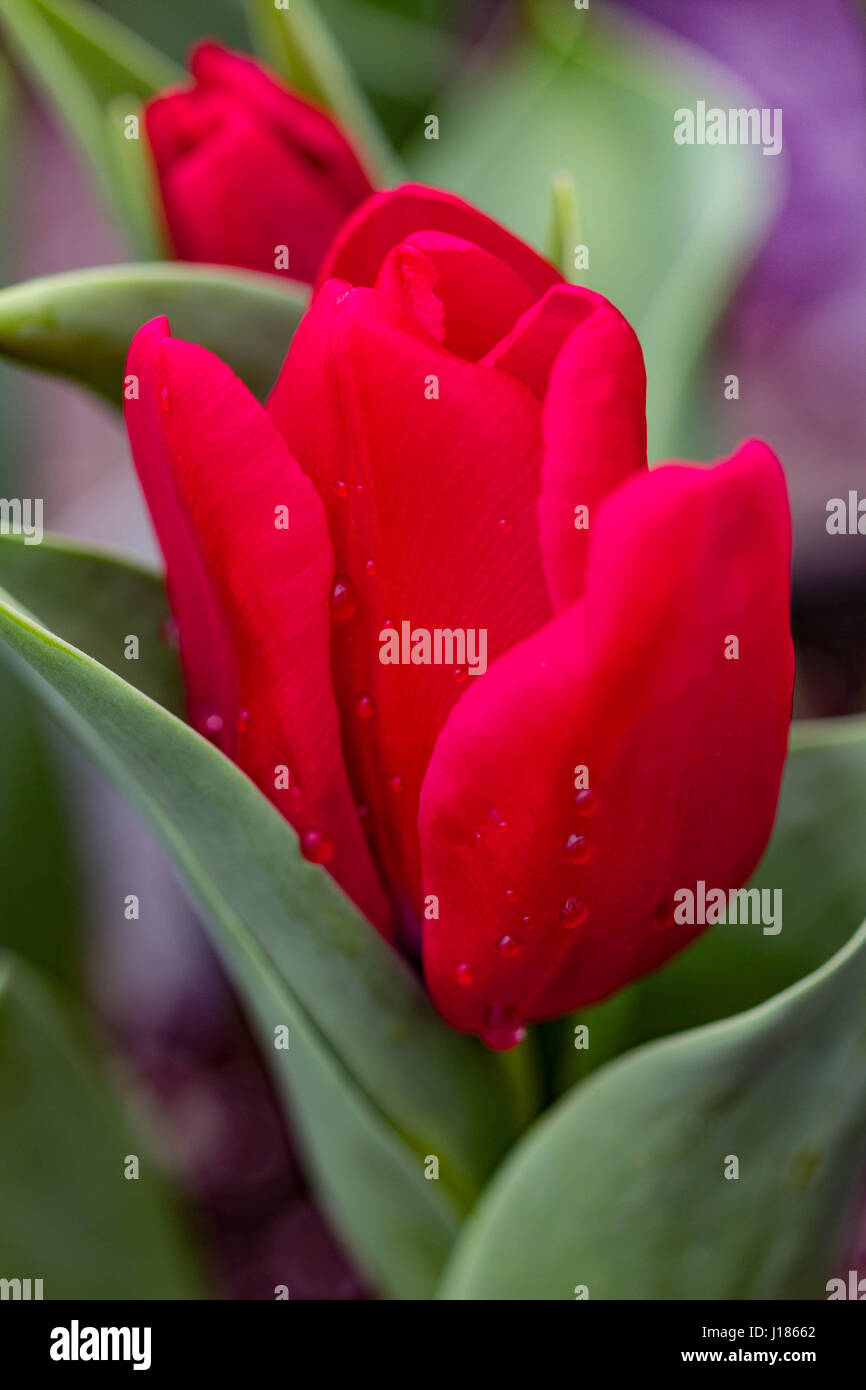 Tulip flowerheads hi-res stock photography and images - Alamy