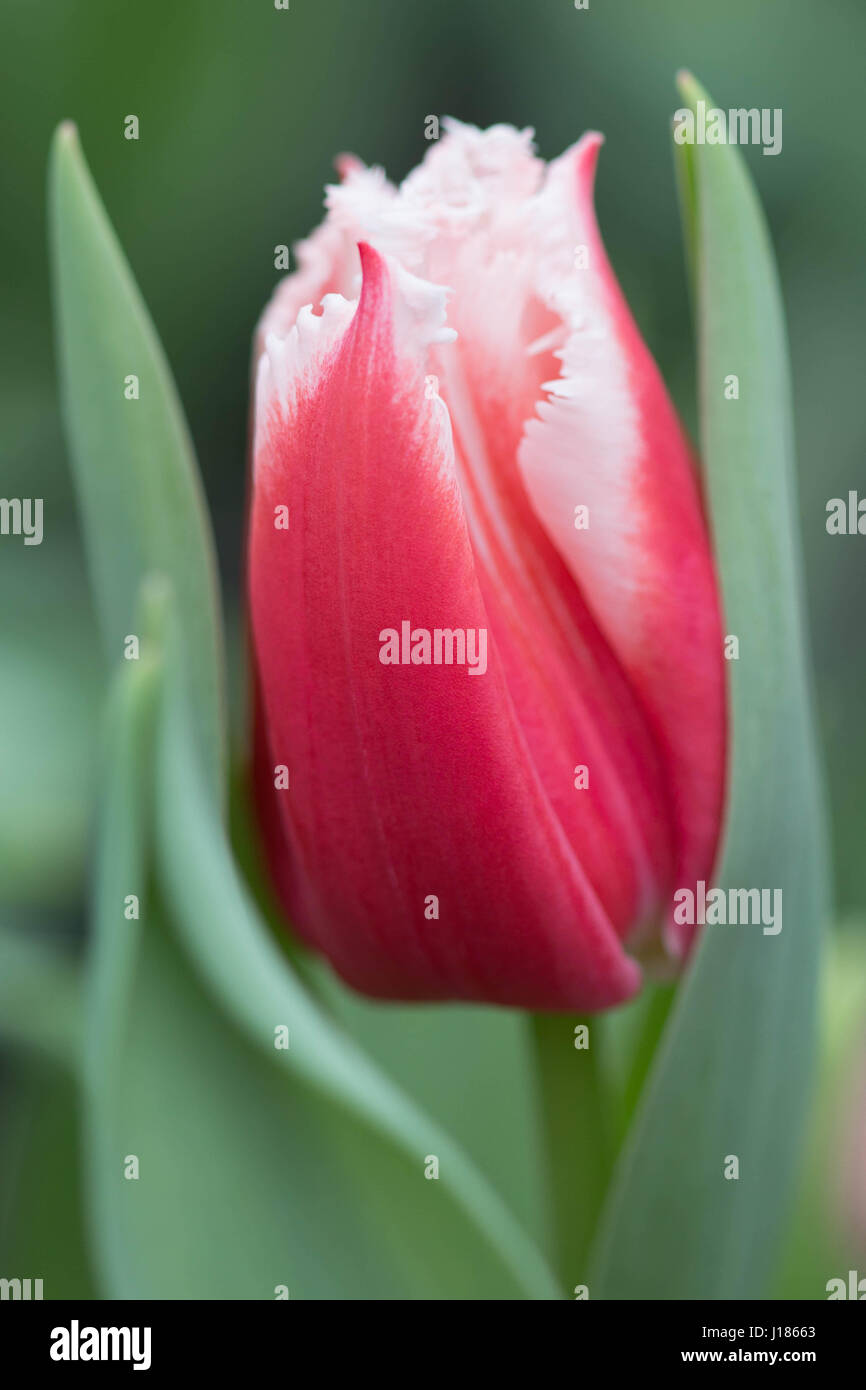 Springbloom hi-res stock photography and images - Alamy
