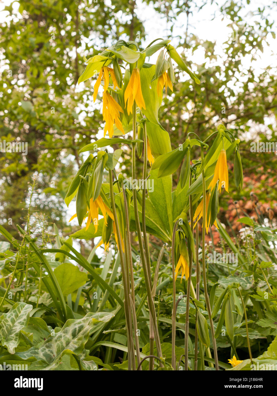 Some Stunning and Beautiful Yellow and Green Uvularia grandiflora Large Merrybells in Spring Light Bokeh Background Stock Photo