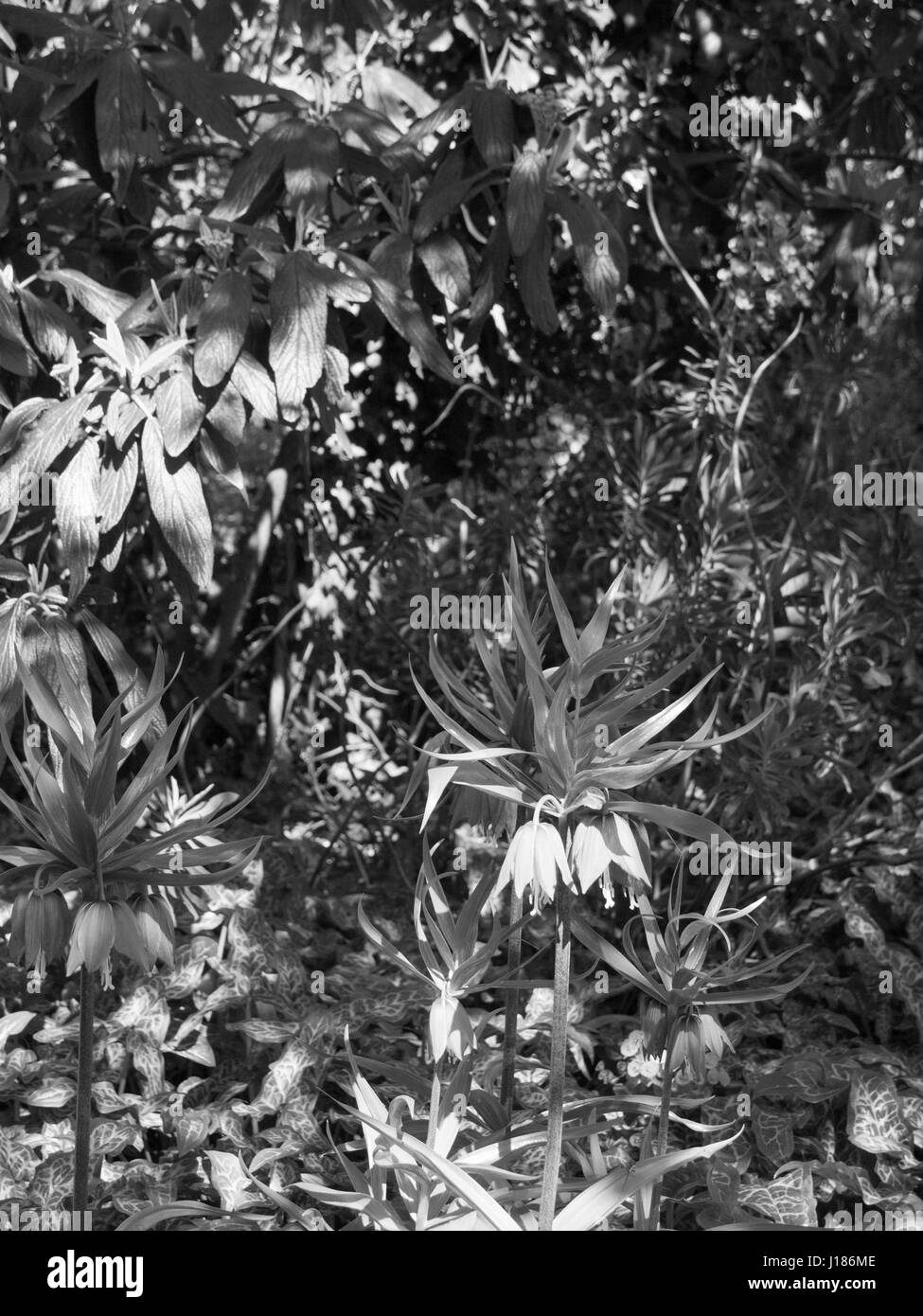 Decorative plant image Black and White Stock Photos & Images - Alamy