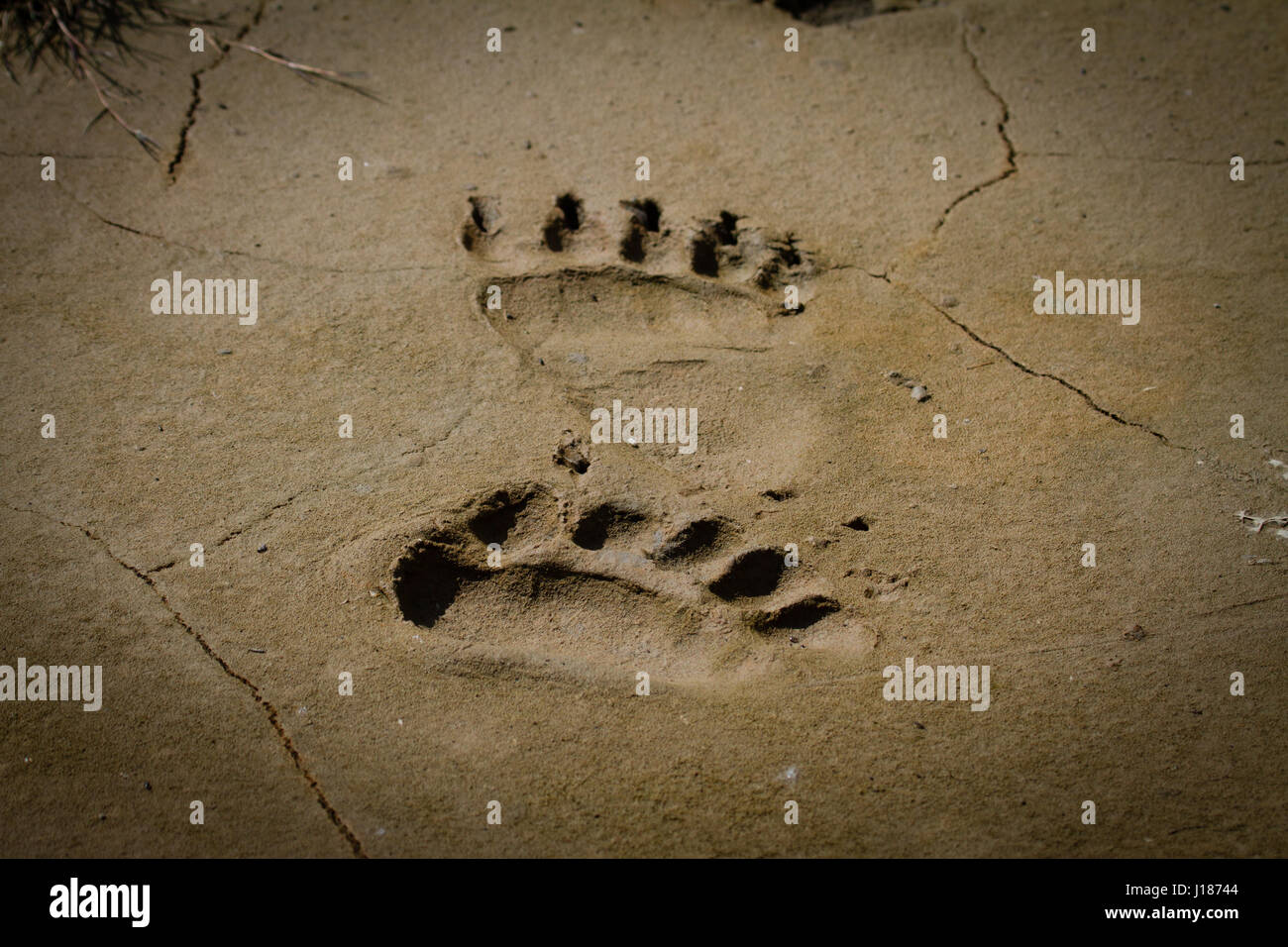 The massive footprints of an Alaskan Brown Bear, AKA Grizzly Bear, in Katmai National Park Stock Photo