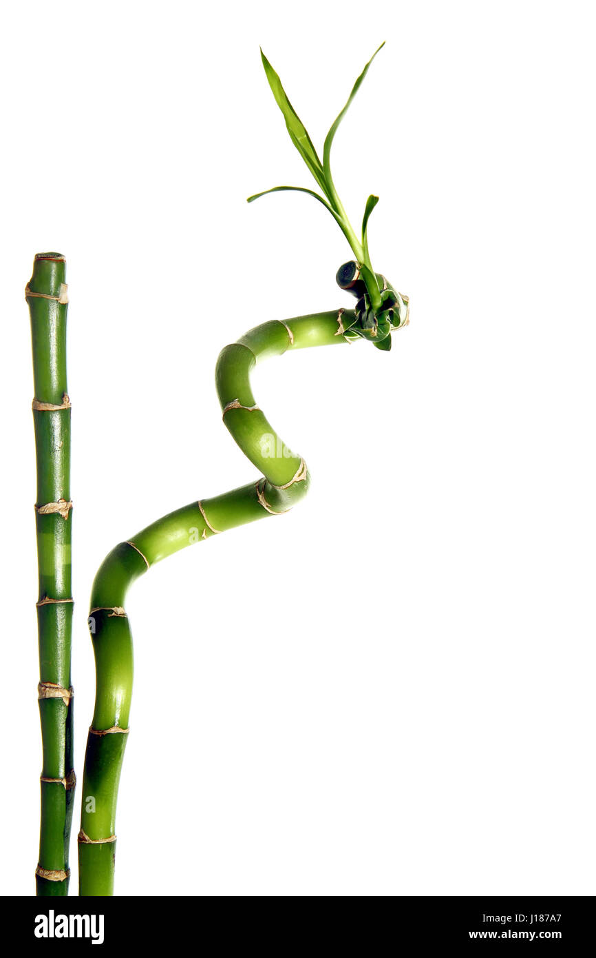 Bamboo isolated Stock Photo