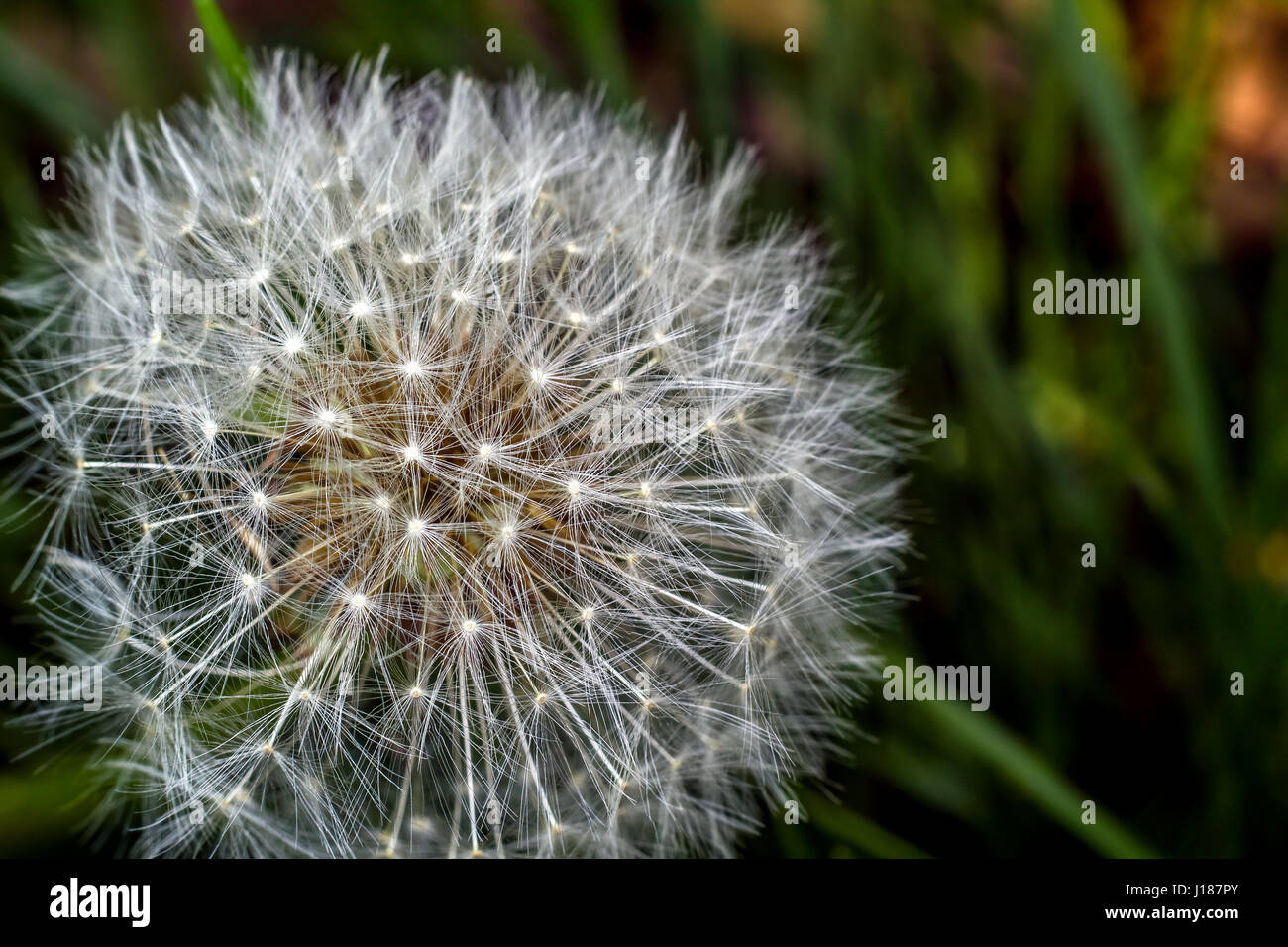 Macro of a dandelion with green background Stock Photo - Alamy