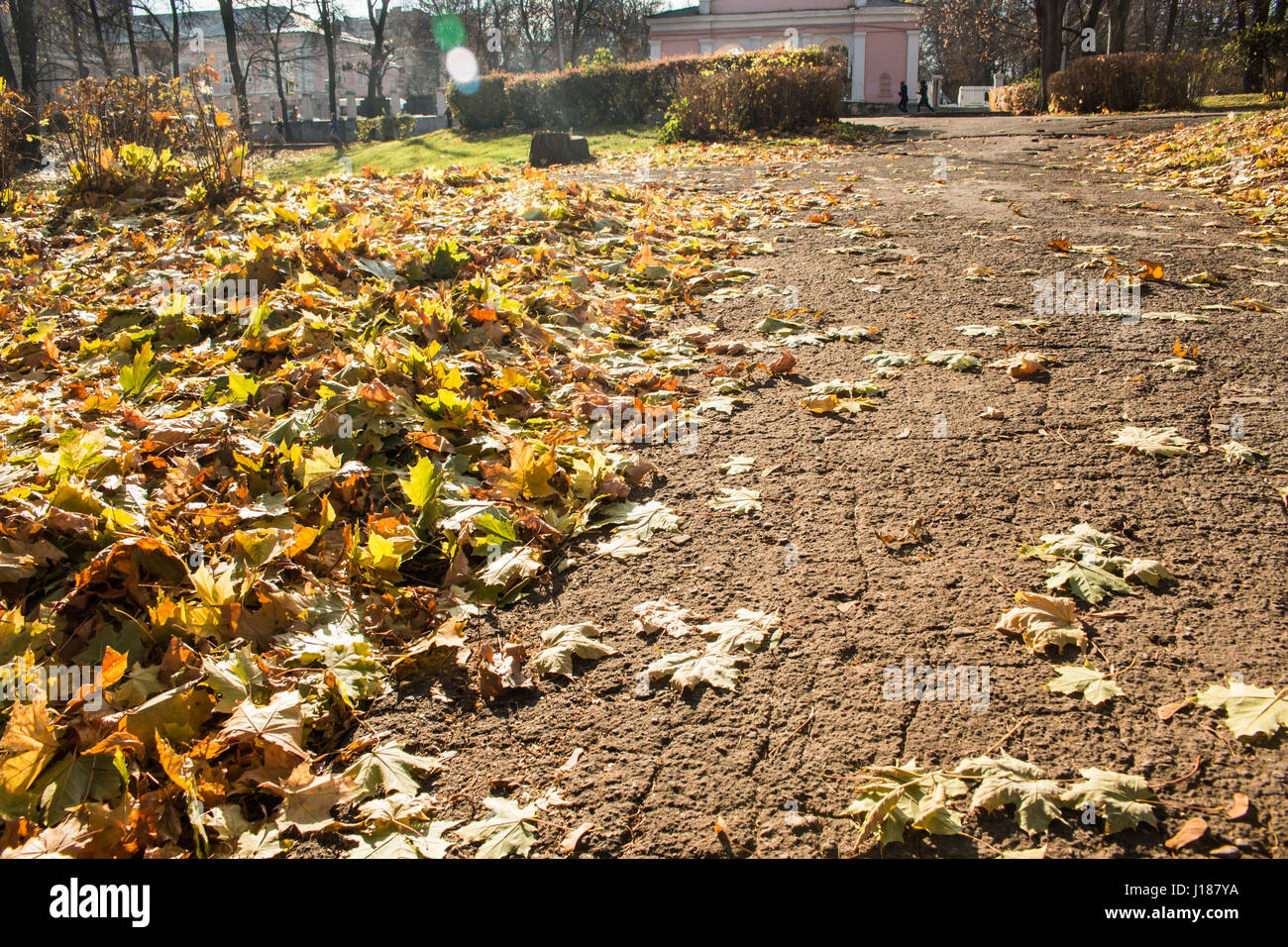 Asphalt path of autumn park with fallen leaves close Stock Photo - Alamy