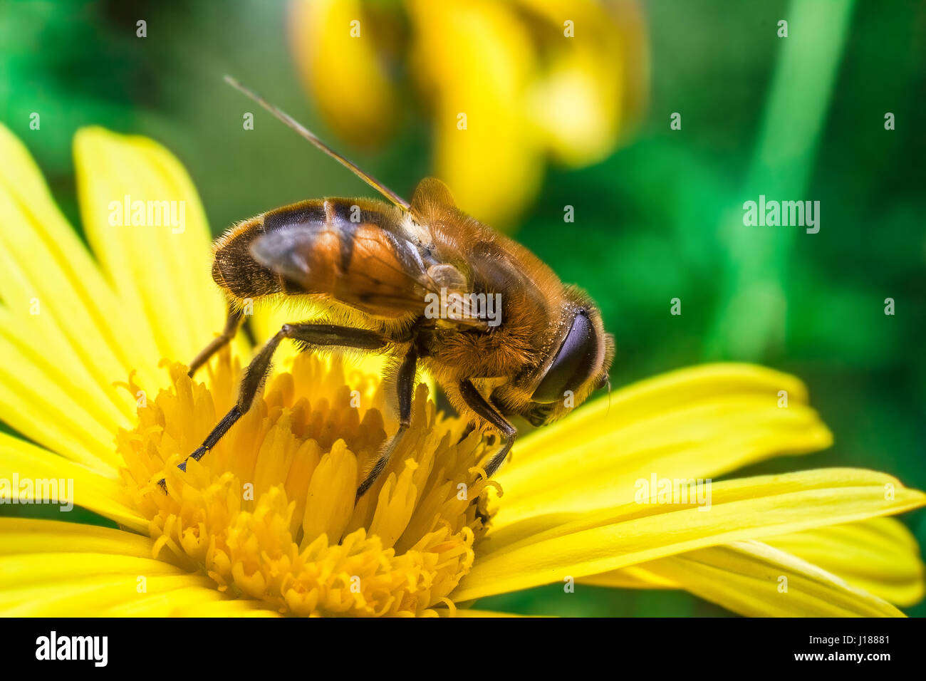 Eristalis Pertinax known as hoverfly on a flower Stock Photo