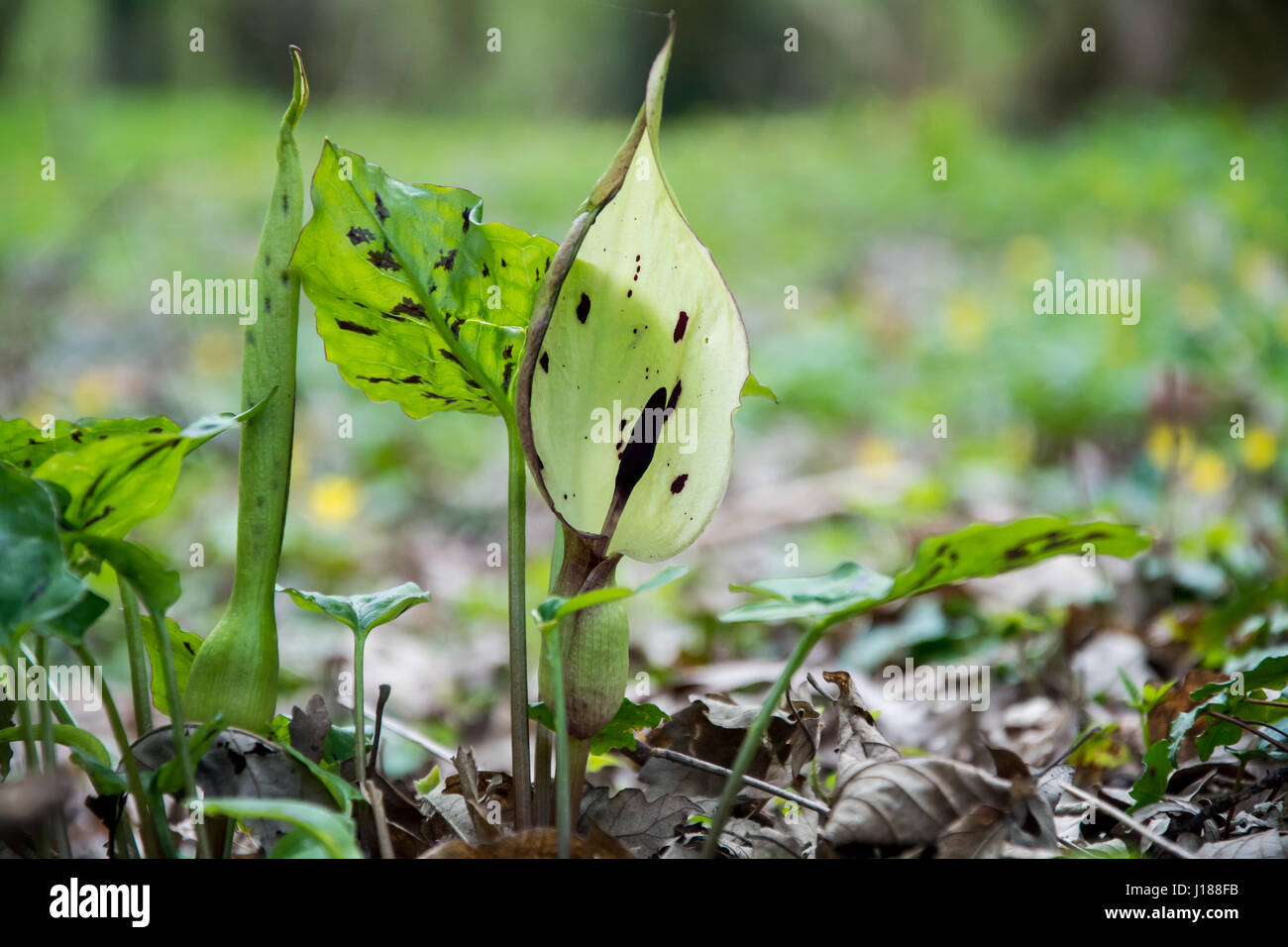 Spring cuckoo pint on a forest floor, Shropshire, UK Stock Photo Alamy