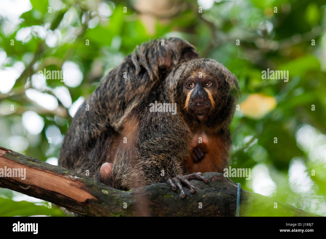 Siamang gibbons hi-res stock photography and images - Alamy