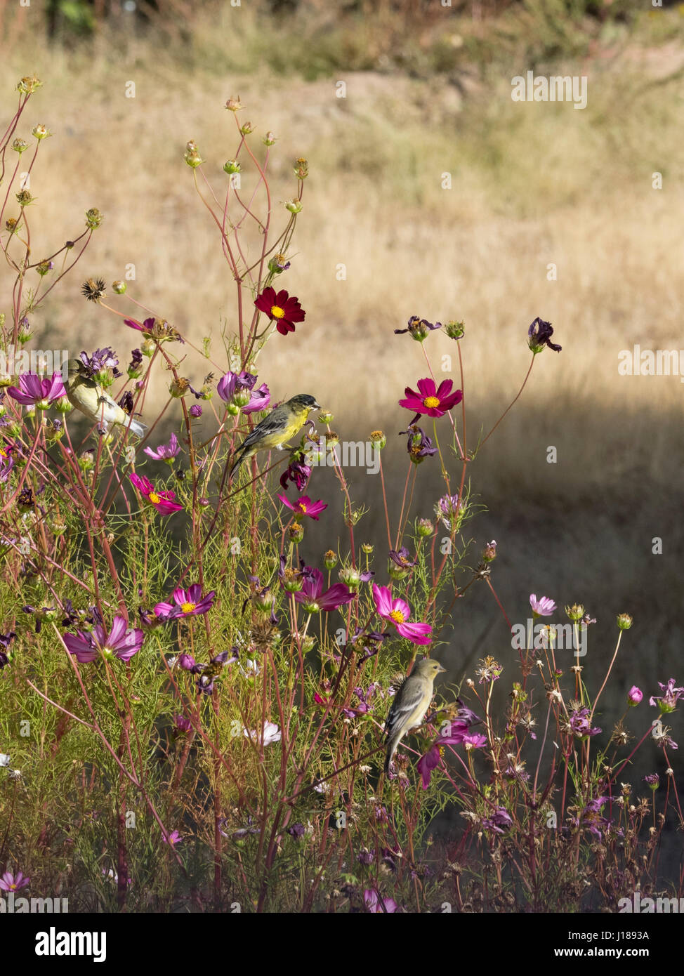 Three finches perched on Cosmos flowers Stock Photo