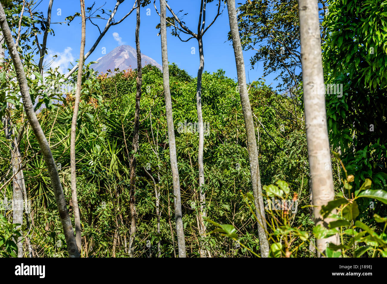 Woodland & mahogany trees with smoke puffing from active Pacaya volcano in background in Escuintla, Guatemala, Central America Stock Photo