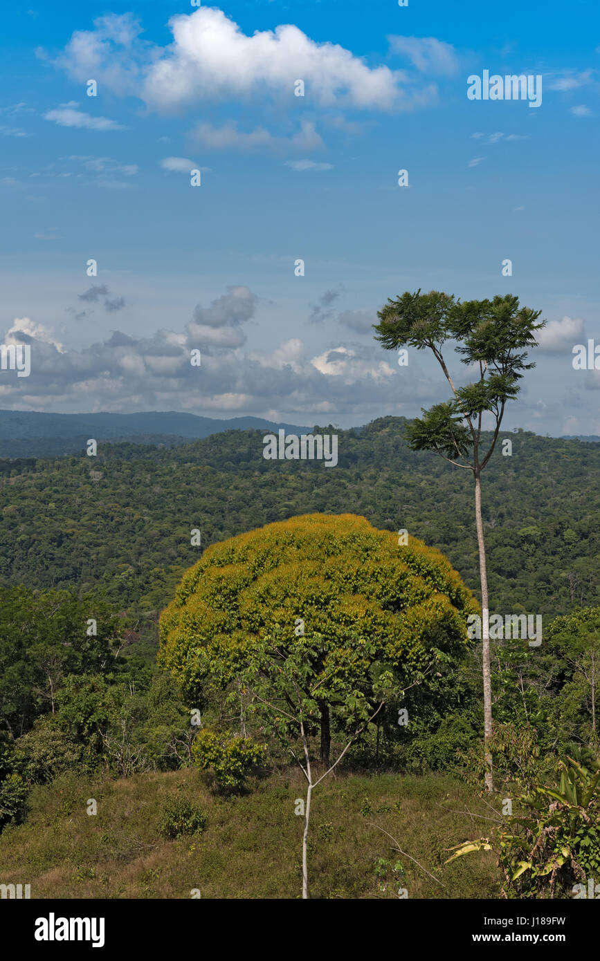 Landscape of Piedras Blancas National Park in Costa Rica Stock Photo ...