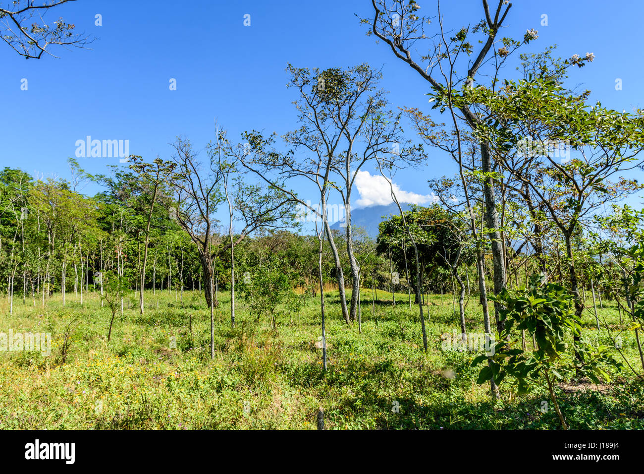 Woodland & mahogany tree saplings with Agua volcano in background in Escuintla, Guatemala, Central America Stock Photo
